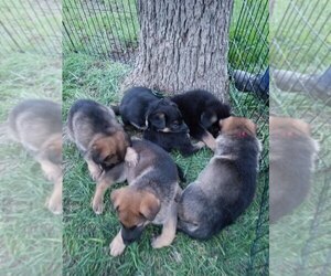German Shepherd Dog Puppy for sale in PERRIN, TX, USA