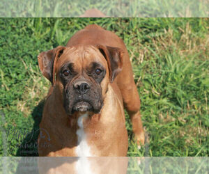 Mother of the Boxer puppies born on 05/22/2023