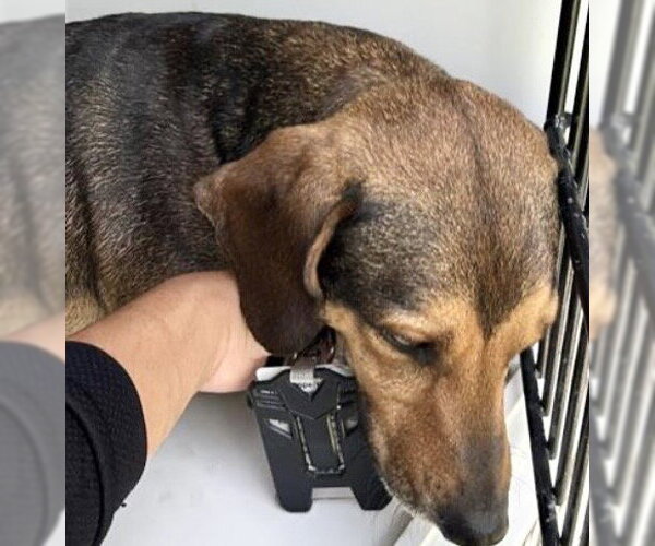 Medium Photo #1 Dachshund Puppy For Sale in Houston, TX, USA