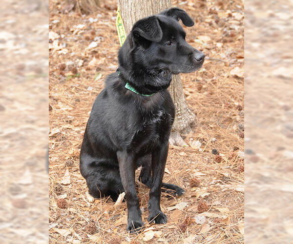 Medium Photo #4 Colonial Cocker Spaniel-Unknown Mix Puppy For Sale in Lake Wylie, SC, USA