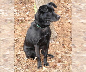 Nyla - Female Colonial Cocker Spaniel-Unknown Mix Dog for Adoption - Photo #4