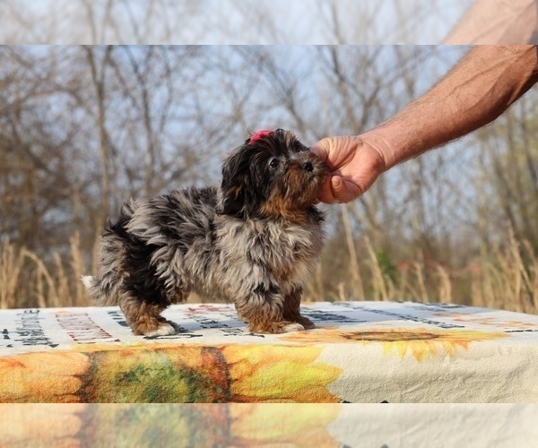 Medium Photo #17 ShihPoo Puppy For Sale in DYERSBURG, TN, USA