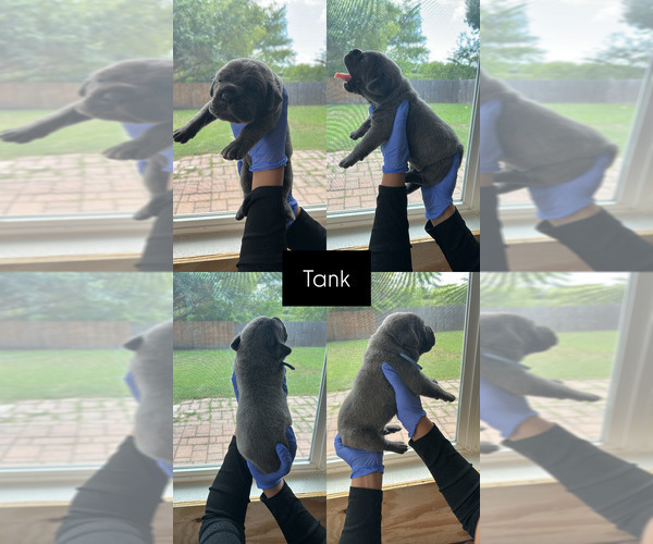 Medium Photo #2 Cane Corso Puppy For Sale in ADDISON, TX, USA
