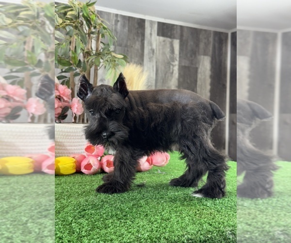Medium Photo #5 Schnauzer (Miniature) Puppy For Sale in CANOGA, NY, USA