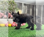 Small #4 Schnauzer (Miniature)