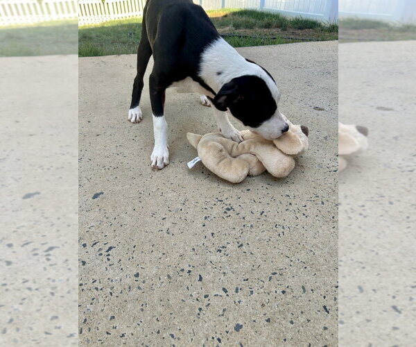 Medium Photo #11 Mutt Puppy For Sale in Mooresville, NC, USA