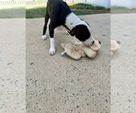 Small #10 Mutt