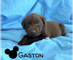 Puppy Gaston Labrador Retriever