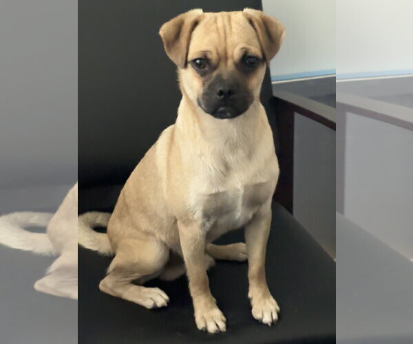 Medium Photo #4 Chug Puppy For Sale in Valrico, FL, USA