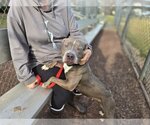 Small #2 American Pit Bull Terrier Mix