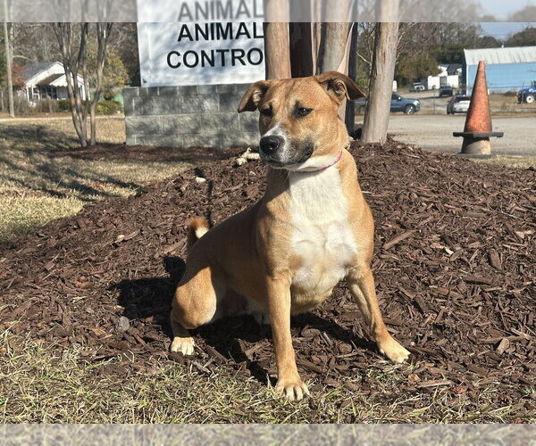 Medium Photo #4 Labrador Retriever-Mountain Cur Mix Puppy For Sale in Greenbelt, MD, USA