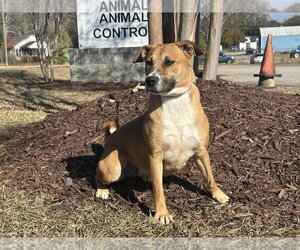 Sadie - Female Labrador Retriever-Mountain Cur Mix Dog for Adoption - Photo #4