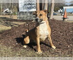 Small #3 Labrador Retriever-Mountain Cur Mix