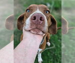Small #3 Labrador Retriever Mix