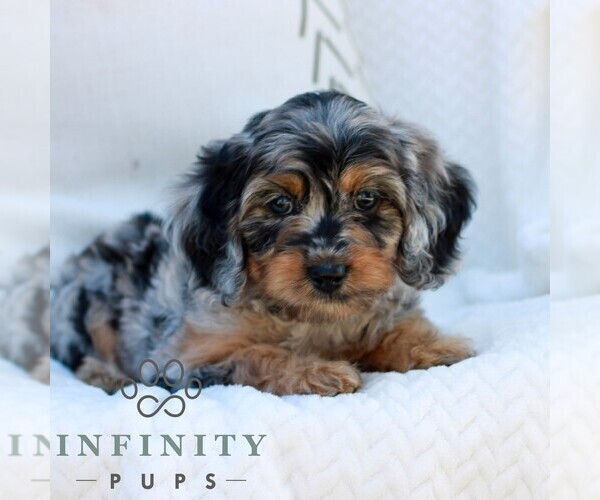 Medium Photo #2 Cavapoo (Miniature) Puppy For Sale in ELIZABETHTOWN, PA, USA