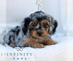 Small #1 Cavapoo (Miniature)