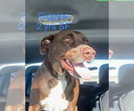 Small #11 Chocolate Labrador retriever Mix