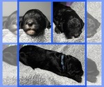 Puppy Ford Goldendoodle
