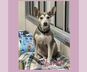 Chihuahua Dogs for adoption in Sacramento, CA, USA
