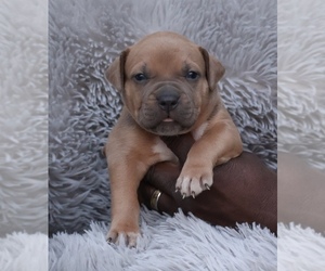 American Bully Puppy for sale in CHAMPAIGN, IL, USA