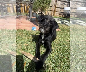 Mutt Dogs for adoption in Rosenberg, TX, USA