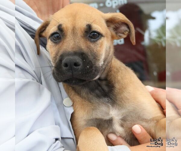 Medium Photo #6 Mutt Puppy For Sale in Washington, DC, USA