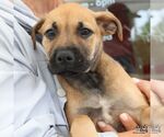 Small #5 Mutt