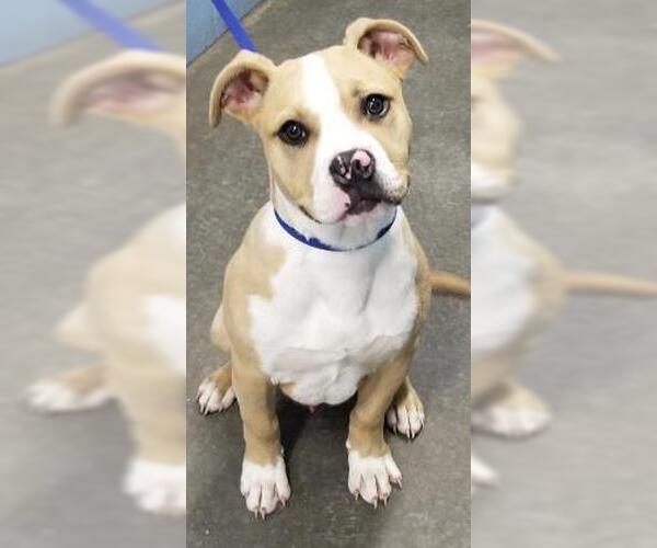 Medium Photo #3 Mutt Puppy For Sale in Evansville, IN, USA