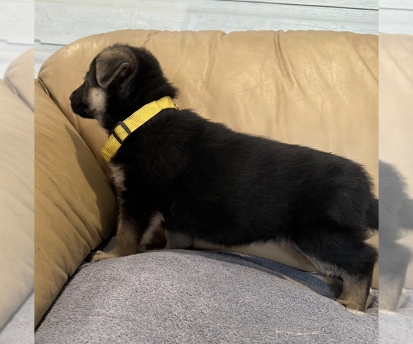 Medium Photo #55 German Shepherd Dog Puppy For Sale in BRIGHTON, CO, USA