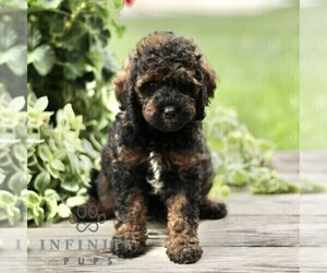 Goldendoodle (Miniature) Puppy for sale in RONKS, PA, USA