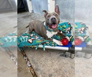 American Pit Bull Terrier Dogs for adoption in Santa Barbara, CA, USA