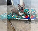 Small American Pit Bull Terrier