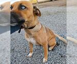 Small Australian Shepherd-German Shepherd Dog Mix