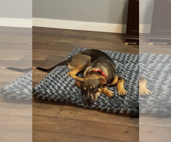 Medium Photo #4 Mutt Puppy For Sale in Salt Lake City, UT, USA