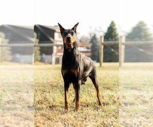 Mother of the Doberman Pinscher puppies born on 01/25/2024