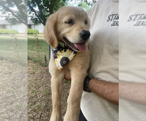 Golden Retriever Puppy for sale in COCHRAN, GA, USA