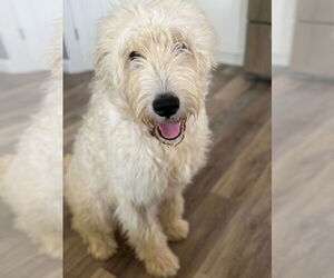 Poodle (Standard)-Unknown Mix Dogs for adoption in New London, WI, USA