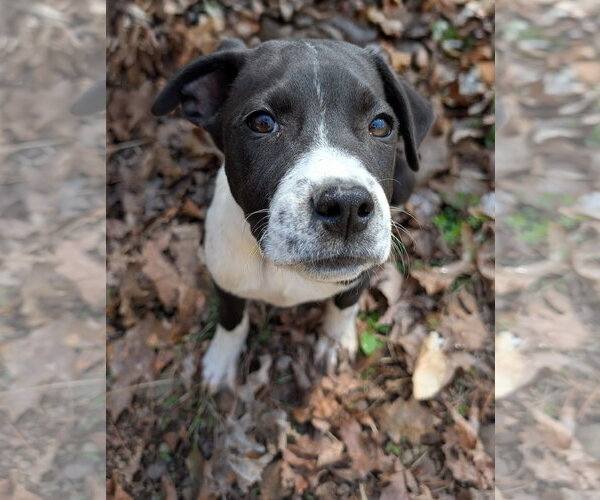 Medium Photo #1 Mutt Puppy For Sale in Hinton, WV, USA
