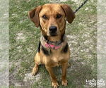 Small #3 Retriever  Mix