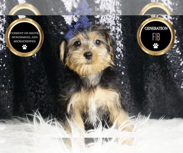 Medium Photo #6 Morkie Puppy For Sale in WARSAW, IN, USA