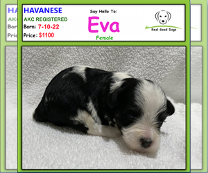 Havanese Puppy for sale in ALBION, IN, USA