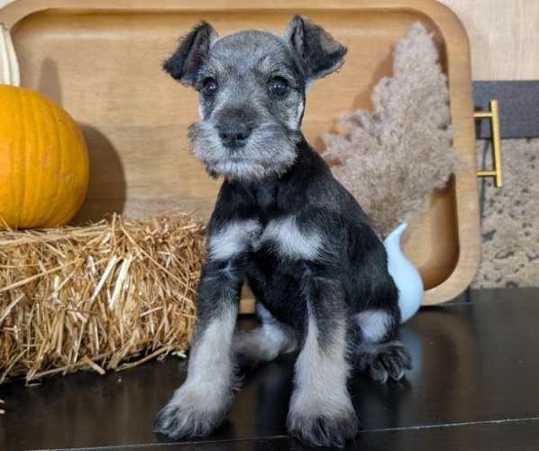 Medium Photo #3 Schnauzer (Miniature) Puppy For Sale in GOSHEN, IN, USA