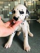 Small Photo #2 Dalmatian Puppy For Sale in ASHEBORO, NC, USA