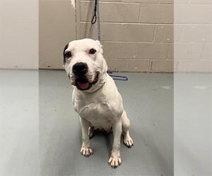 American Pit Bull Terrier-Unknown Mix Dogs for adoption in Waco, TX, USA