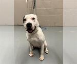 Small American Pit Bull Terrier Mix