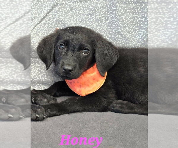 Medium Photo #2 Labrador Retriever-Unknown Mix Puppy For Sale in Lakewood, CO, USA