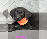 Small #1 Labrador Retriever Mix