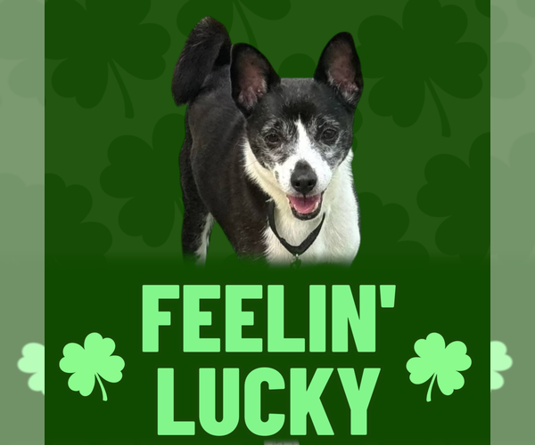 Medium Photo #6 Mutt Puppy For Sale in garner, NC, USA