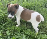 Puppy Charlie Jack Russell Terrier
