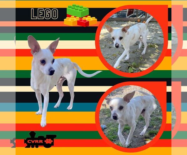 Medium Photo #1 Italian Greyhuahua Puppy For Sale in Lindsay, CA, USA